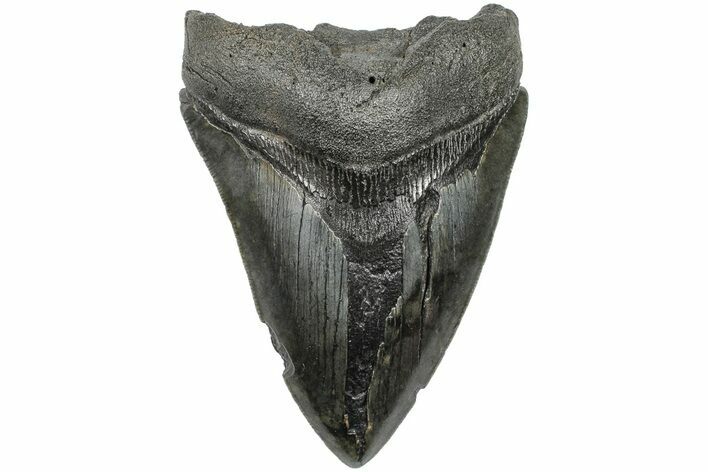 Bargain, 4.25" Fossil Megalodon Tooth - South Carolina